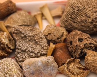 Bulk Fossil Mix: Crinoids, Shark Teeth, Coral, Bivalves