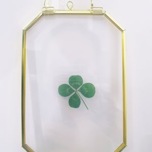 4 four leaf clover lucky natural real