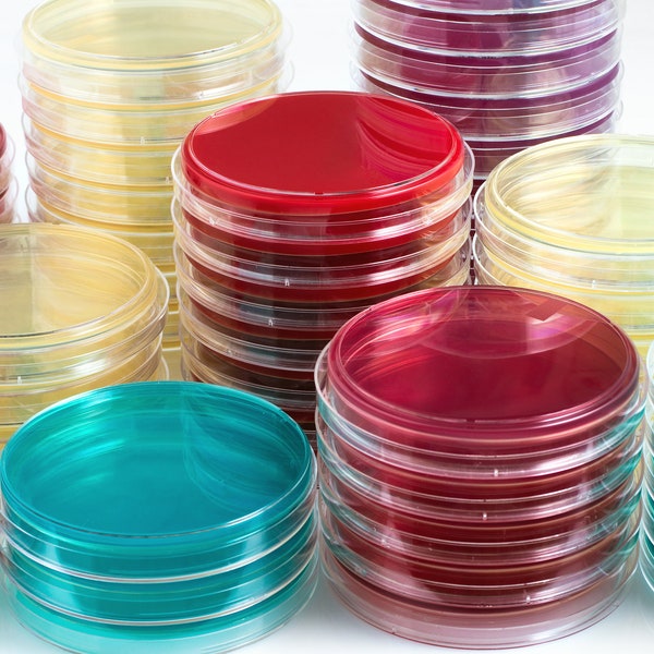MycoLab Pre-Poured Agar 100mm Plates - Set of 10 X 100mm for Mycology Enthusiasts