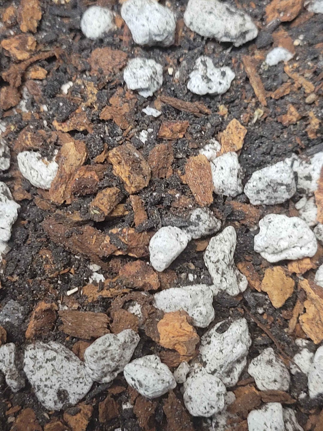 Picture of Philodendron Potting Mix - Hand-mixed Semi-hydroponic Soil for Aroids ...
