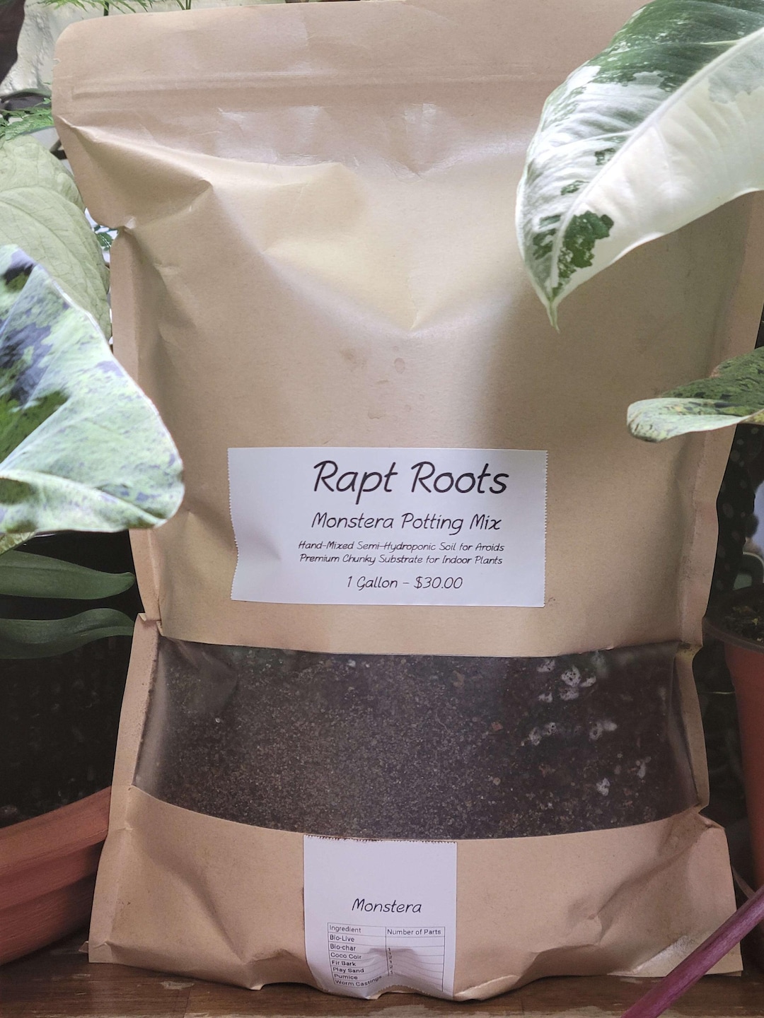 the greens - coffee & plants Arabica Coffee Plant Coffea arabica