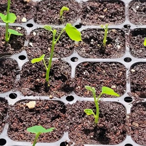 Puede incluir: Primer plano de una bandeja de plántulas llena de tierra oscura y plantas jóvenes. Las plantas tienen hojas pequeñas de color verde brillante y tallos delgados. La bandeja está dividida en celdas individuales, cada una con una planta. La imagen está bien iluminada.