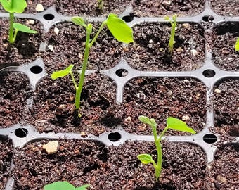 Mezcla para macetas de plántulas: tierra semihidropónica mezclada a mano para plántulas, sustrato premium para plántulas y esquejes.