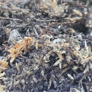 May include: A close-up view of a potting substrate mixture consisting of dark brown organic soil, fibrous light tan sphagnum moss, and small grey mineral particles. The texture is coarse and uneven, showing a blend of decomposed plant matter.