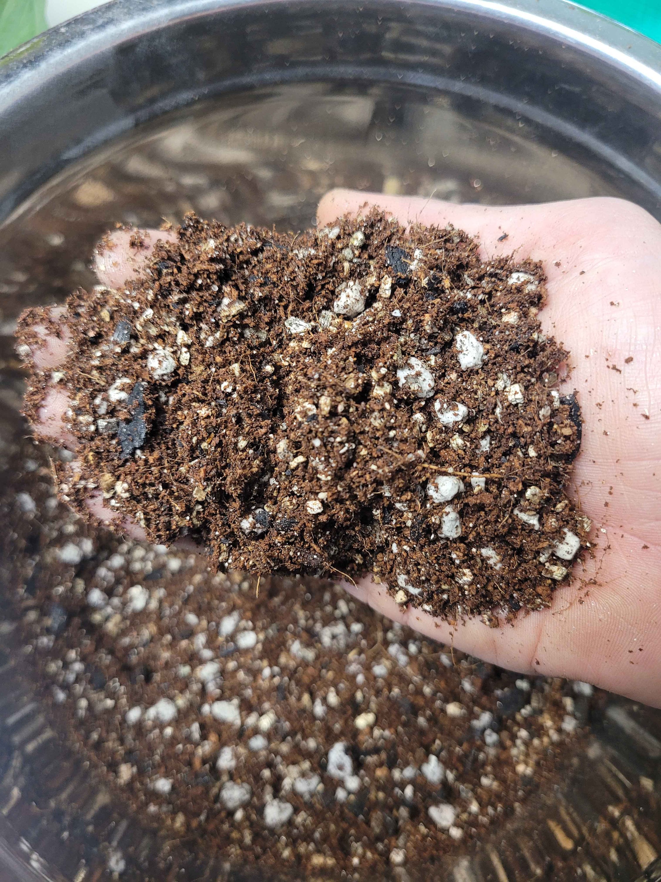 African Violet Potting Mix - Hand Mixed Semi-hydroponic Soil for African  Violets, Premium Chunky Substrate for Indoor Plants - Etsy