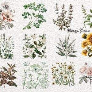 Pu&ograve; includere: Una collezione di 10 illustrazioni botaniche con diversi fiori ed erbe. Le illustrazioni sono in stile vintage con dettagli delicati e colori tenui. I fiori includono anemoni bianchi, gelsomino bianco, margherite bianche e rose rosa. Le erbe includono prezzemolo verde, timo verde, menta verde e aneto verde.