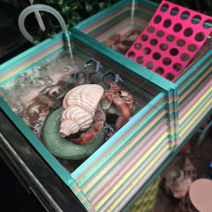 May include: A hermit crab with a red body and a spiral tan shell sits inside a multi-colored, striped plastic pool. The pool features a green floral-patterned float, a blue honeycomb structure, and a bright pink perforated ramp for climbing.