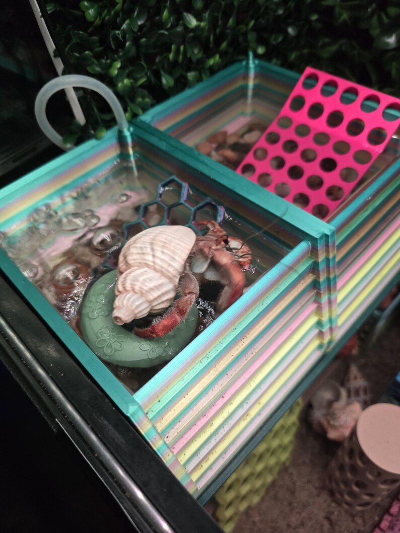 May include: A hermit crab with a red body and a spiral tan shell sits inside a multi-colored, striped plastic pool. The pool features a green floral-patterned float, a blue honeycomb structure, and a bright pink perforated ramp for climbing.