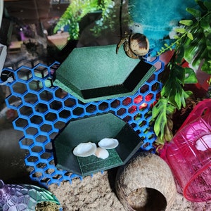 May include: A hermit crab in a terrarium with a blue honeycomb structure and two green hexagonal platforms. The platforms hold seashells. The terrarium also includes a coconut shell, pink plastic enclosure, and artificial plants.
