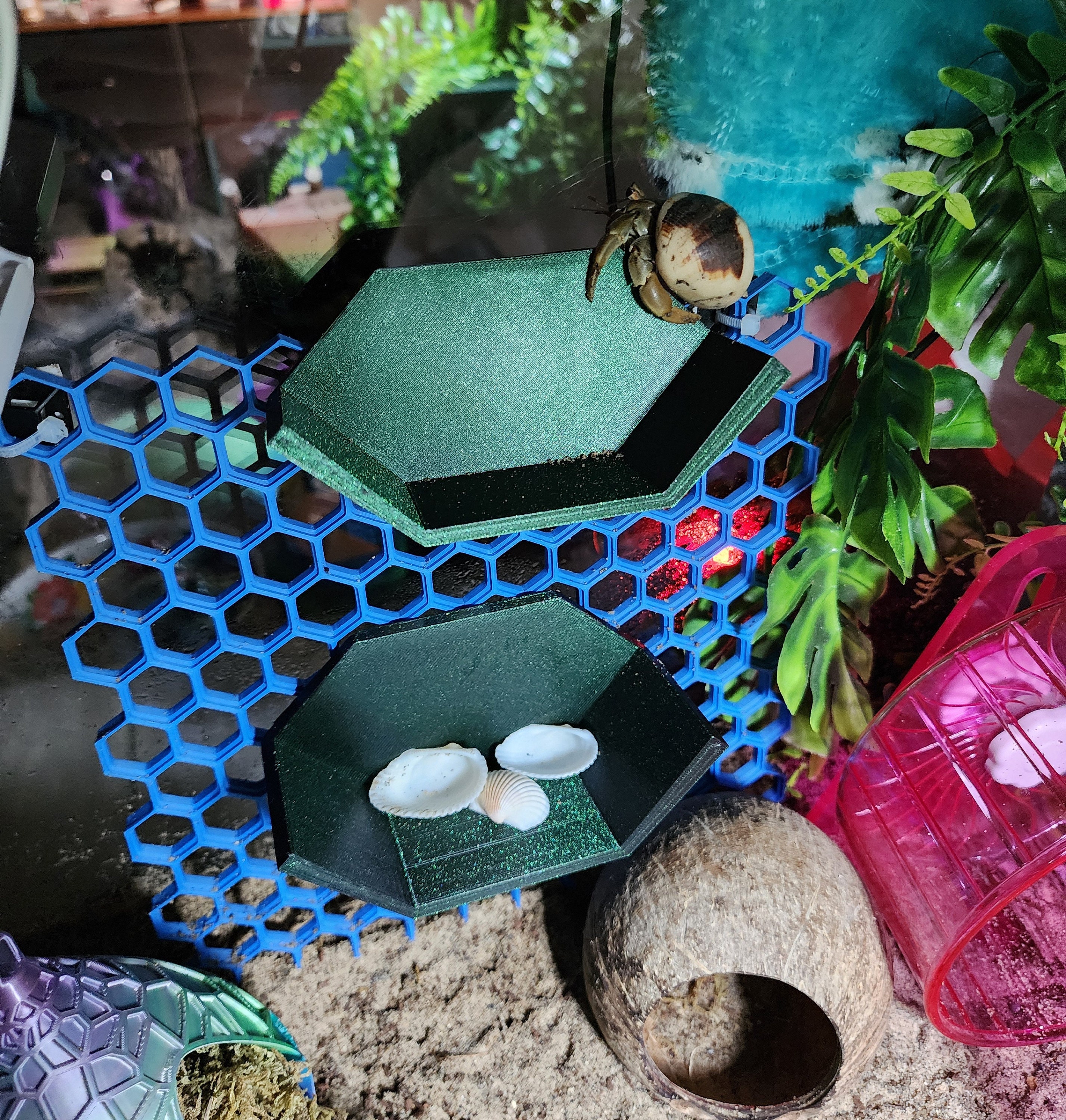 3D Printed Honeycomb Wall Enrichment Climber for Hermit Crabs. - Etsy