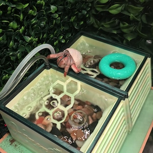 May include: A hermit crab in a terrarium with a light green and dark green frame. The terrarium contains water, small rocks, and a small turquoise-colored ring. A clear tube is connected to the terrarium.