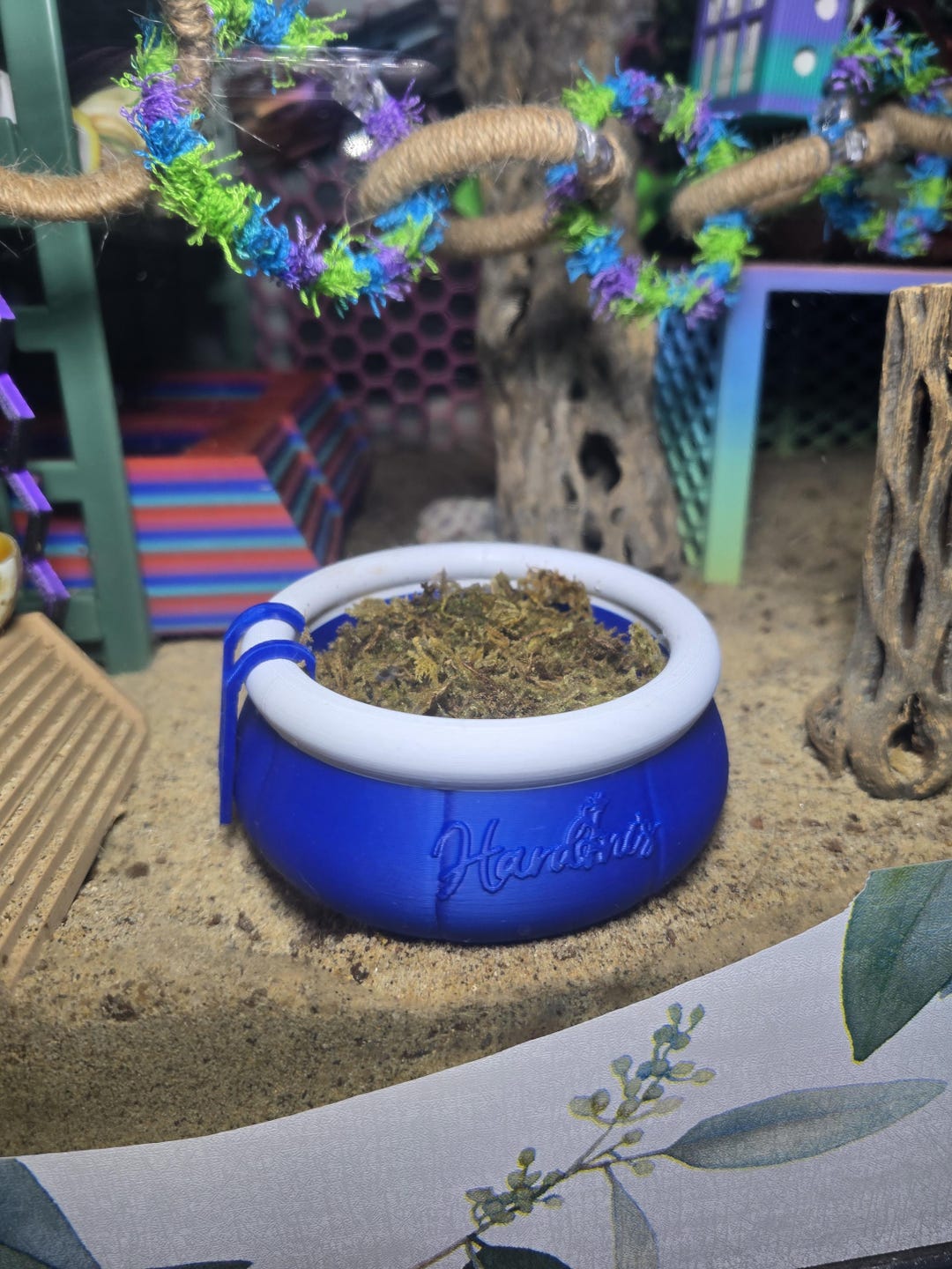 Hermit Crab Foraging "pool" - Shell Shop - Etsy