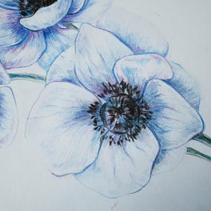 Dibujo a lápiz de color azul anémona en papel tamaño A4 para pared
