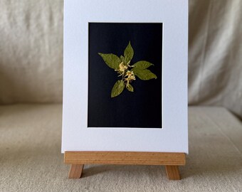 Pressed Botanical Art From An East Tennessee Garden- “Wild Honeysuckle Study”