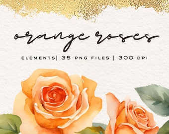 Orange Roses Watercolor Clipart: Floral Design Elements (35 PNG Files)