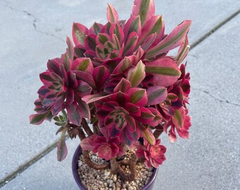 Aoenium Pink Witch - rare and imported