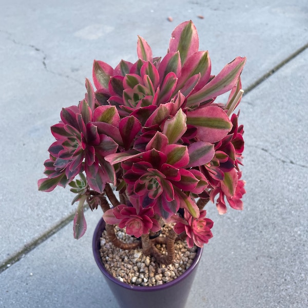 Aoenium Pink Witch - rare and imported