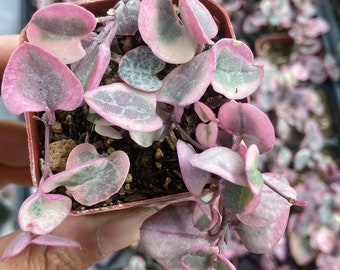 Variegated String of Hearts