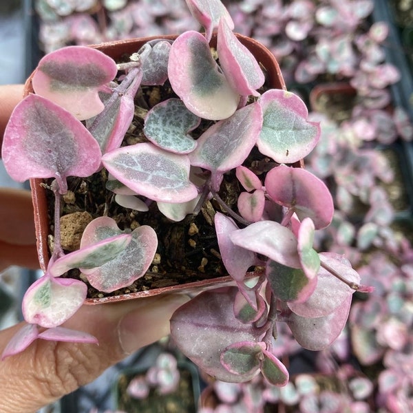 Variegated String of Hearts