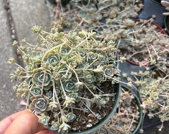 Orostachys Boehmeri Chinese dunce cap