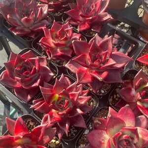 Echeveria Romeo Rubin - Rare and Imported Succulents