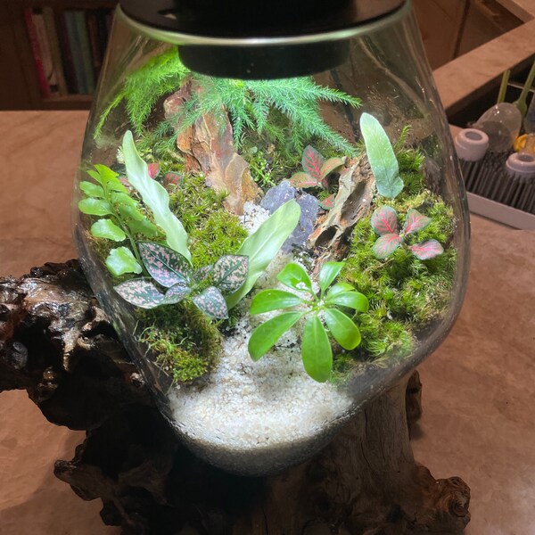 Terrarium Supplies Etsy