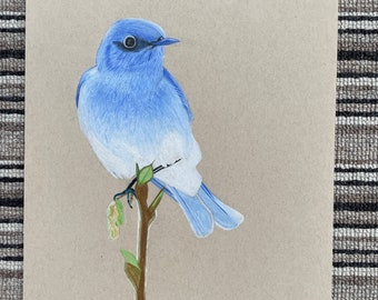 Mountain Bluebird print