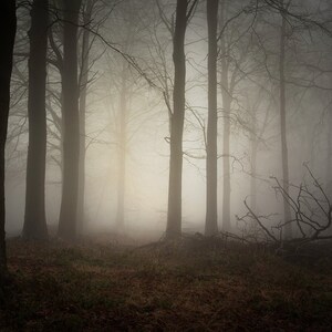 Fotografie Wald Nebel Nebel Fotogröße A2