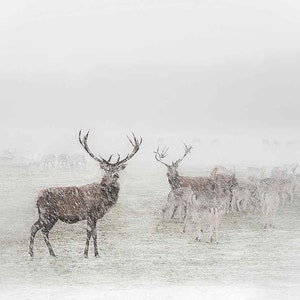 Photograph Stags Deer Winter Wildlife Photo A2 Size