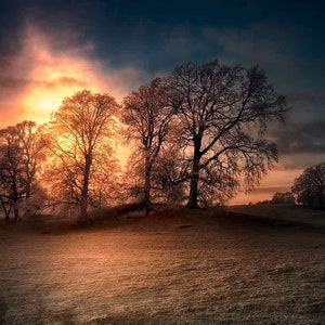 Photograph Trees Sunset Winter Digital