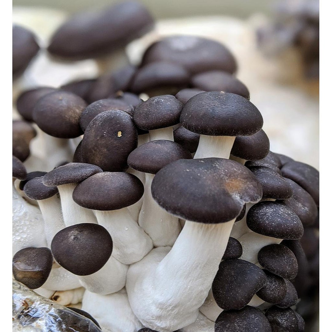 Black Pearl Oyster Mushroom Liquid Culture Etsy