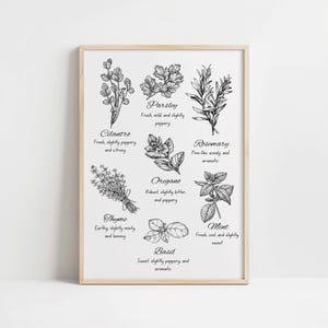 Herb Illustration Kitchen Decor Art Print, Herbal Guide Poster, Commonly Used Herbs for Cooking Print, Minimalist Kitchen Decor, Kitchen Art