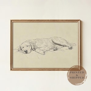 Puede incluir: Una lámina de arte mural enmarcada que muestra un boceto detallado al carboncillo de un golden retriever durmiendo plácidamente de lado. La obra está realizada con trazos oscuros sobre un fondo beige claro, en un marco fino de metal dorado.