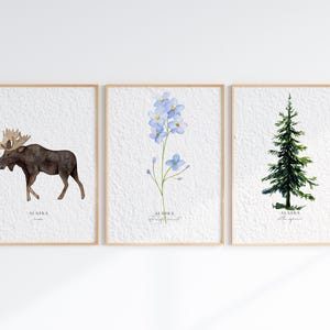 Juego de 3 decoración de pared con acuarela de símbolos del estado de Alaska, mamífero terrestre del estado, alce, flor nomeolvides, árbol, abeto de Sitka