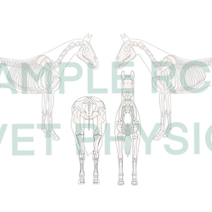 Equine Body Chart