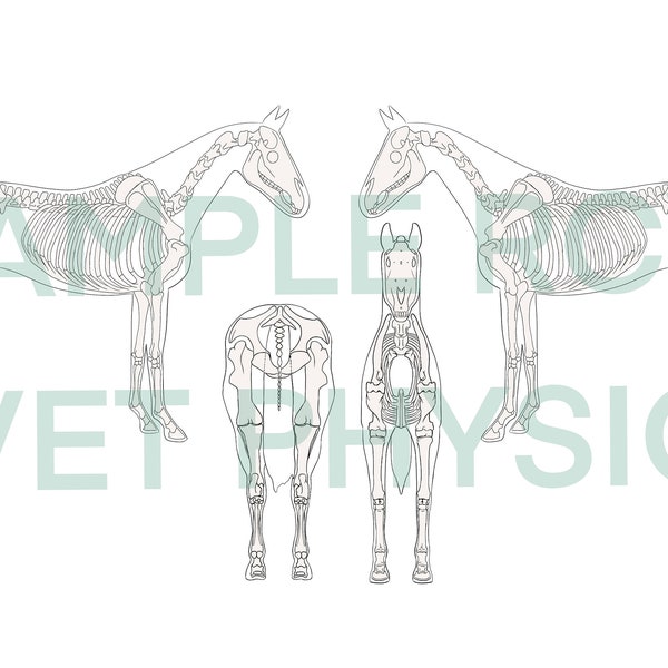 Equine Body Chart