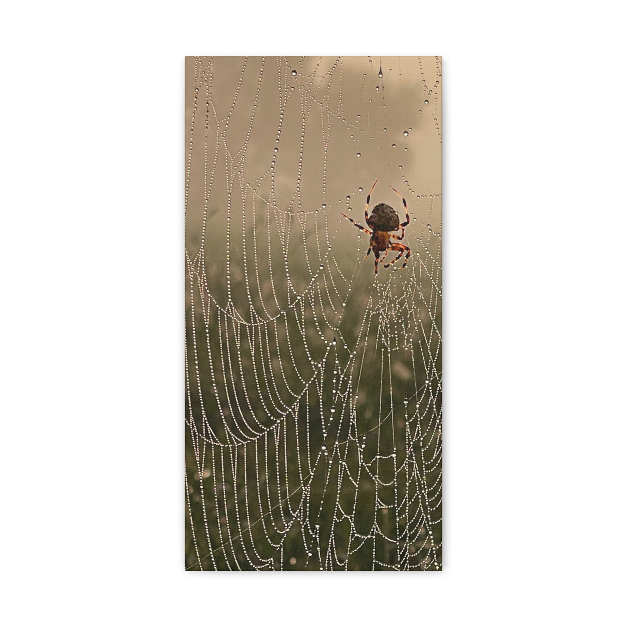 Spider on Dew-soaked Web Canvas Print - Etsy
