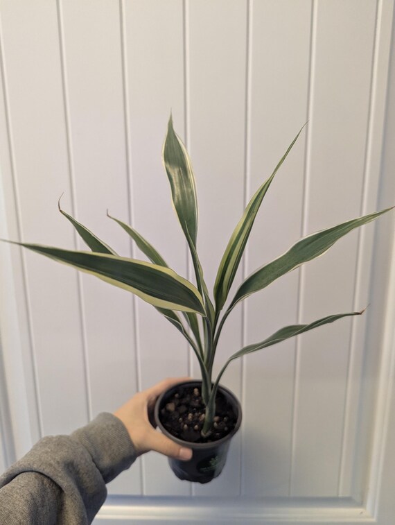 Dracaena 'Warneckii' Pflanze - Bunte Low-Light Zimmerpflanze (3 "Topf) -  Etsy.de