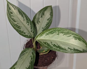 May include: A potted Aglaonema plant with large, variegated leaves. The leaves are primarily silver-green with darker green markings. The plant is in a clear plastic pot filled with soil, and the background is a white door.