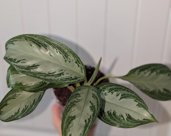 May include: A potted Aglaonema plant with large, oval leaves. The leaves are primarily silver-green with darker green veining and edges. The plant is in a clear plastic pot, held by a person.