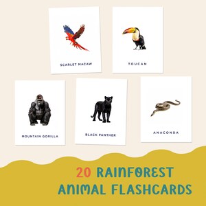 PDF Tarjetas didácticas de animales de la selva tropical para niños Ilustraciones personalizadas de acuarela / Aprendizaje educativo / Aprenda sobre las tarjetas flash de la selva tropical
