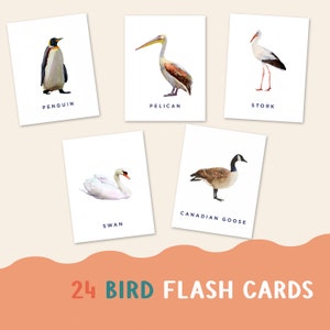 PDF Flashcard sugli uccelli ad acquerello per bambini / Apprendimento educativo della natura e gioco indipendente / Identificazione degli uccelli in età prescolare
