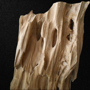 Louisiana Cypress Driftwood