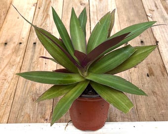 Moses in a Cradle, Live Plant