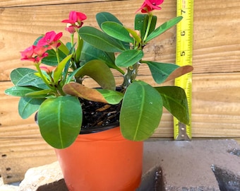 Crown of thorns plant