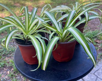 2 Striped Spider plants