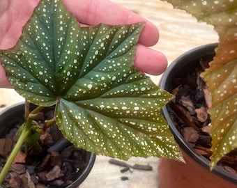 Angel Wing Cane Begonia plant
