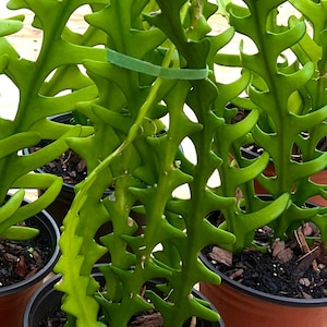 May include: Close-up of several green plants in brown pots. The plants have a unique, zig-zag shape with multiple points along the edges. The pots sit on a wooden surface, with a green background.