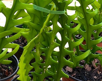 Ric Rac Cactus Plant: Zigzag Epiphyte, Easy Care