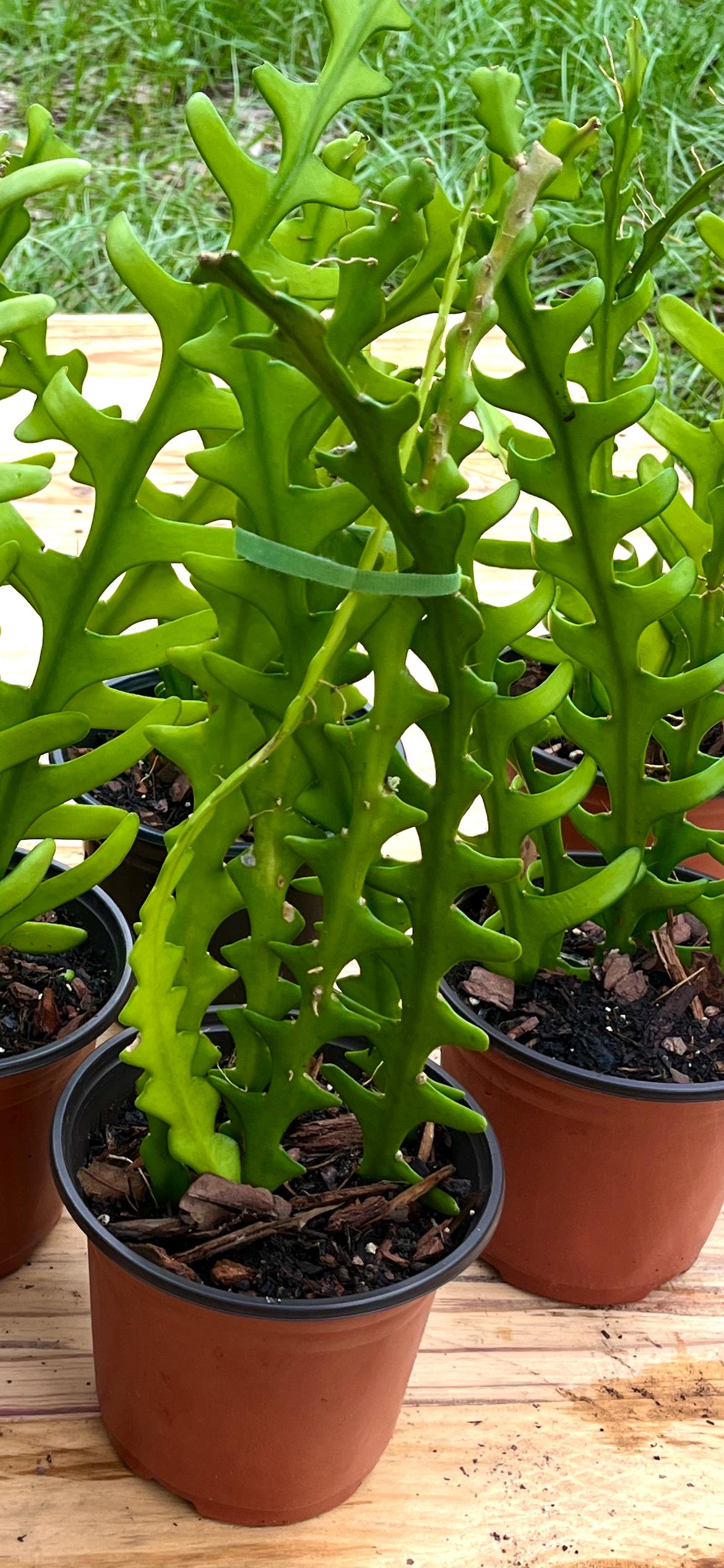 Ric Rac Cactus Plant: Zigzag Epiphyte, Easy Care - Etsy